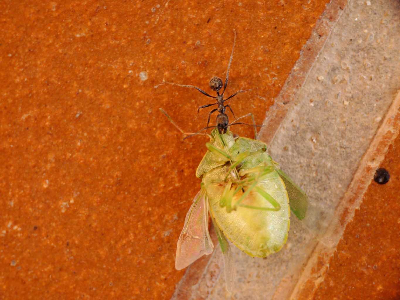 Formica cfr cunicularia: carico di dimensione 